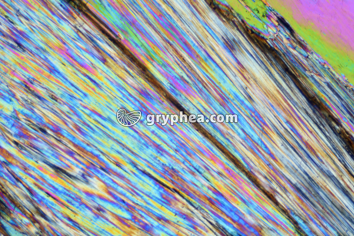 Gypse LPA x10 - gryphea.com